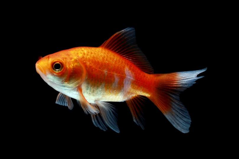 Comet Goldfish